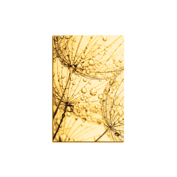 Obraz na plátně - Pampeliška s kapkami vody - obdélník